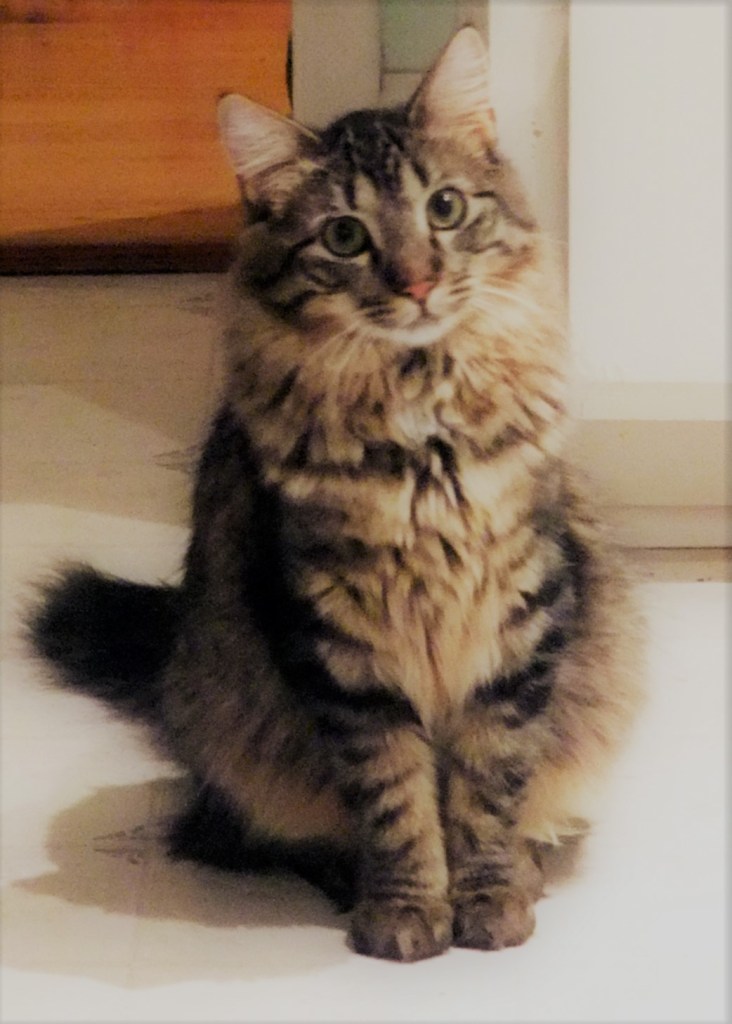 Gorgeous Maine Coon feral rescue cat.