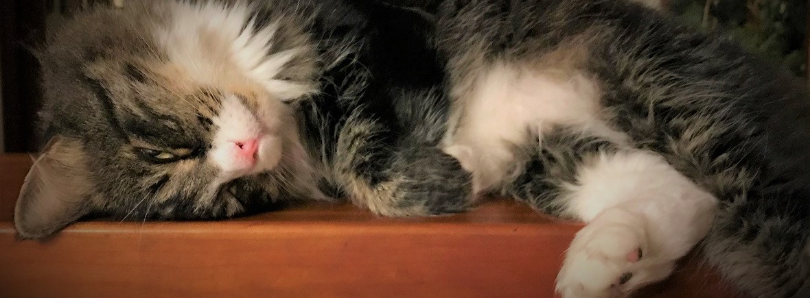 Gorgeous long-haired Maine Coon rescue.
