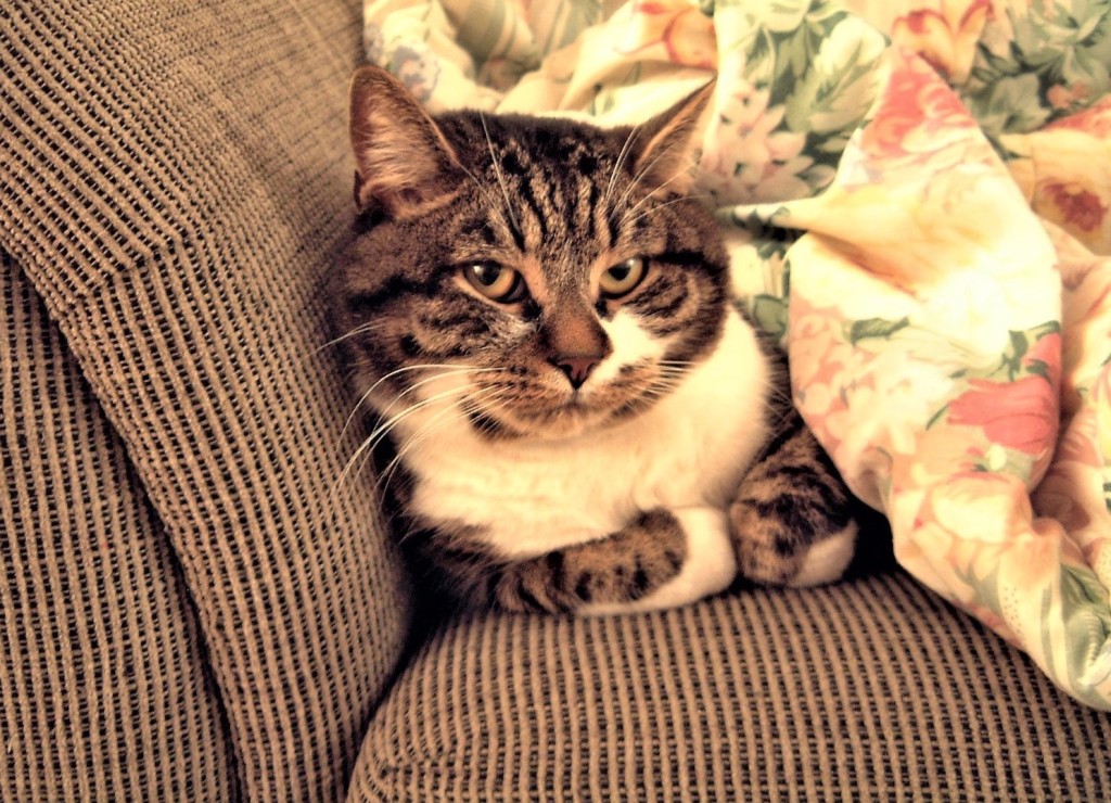 Manx tabby giving grumpy cat look.