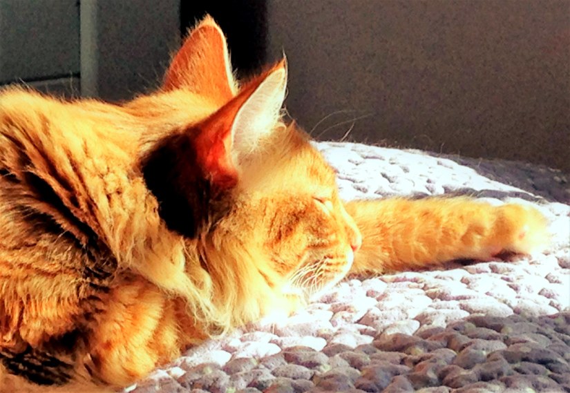 Cute long haired orange cat sleeping.