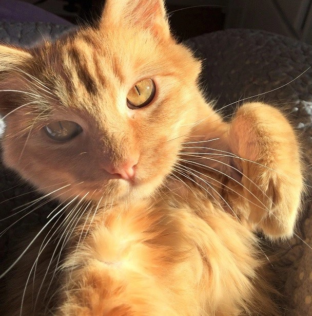 Handsome medium haired orange cat playing.