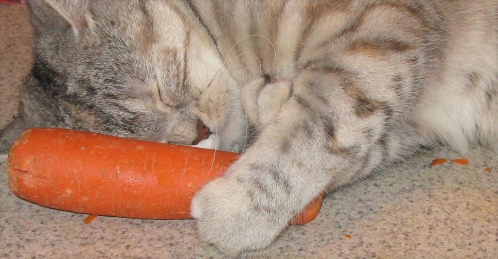 Cute Scottish Fold cat sleeping.